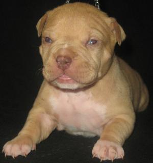 UKCADBAREGAMERICANPITBULLTERRIERSSHOWPO